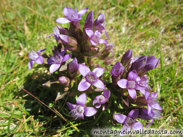 rifugio_amianthe_chiarella